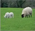  ?? ?? How well is your sheep flock doing?