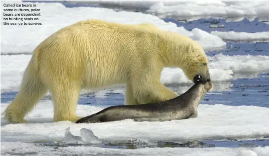  ??  ?? Called ice bears in some cultures, polar bears are dependent on hunting seals on the sea ice to survive.
