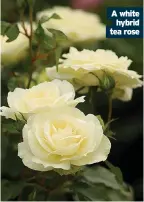  ??  ?? A white hybrid tea rose