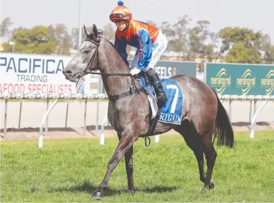  ?? Picture: RICHARD GOSLING ?? Mystic Mist, who on Saturday won her second race on the Gold Coast, is set for Brisbane this week.
