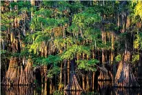  ?? Tyler Morning Telegraph via Associated Press ?? n Trees fill Caddo Lake on the Texas-Louisiana border.