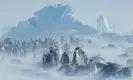  ?? Photograph: Juniors Bildarchiv GmbH/ Alamy ?? Emperor penguins endure a snowstorm.