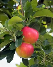  ??  ?? Fruit trees are distribute­d around the plot, including pear, Pyrus ‘Doyenné d’Été’, which ripens on the tree in the corner of the pond garden in late July; and apple, Malus ‘Discovery’.