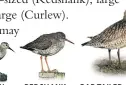  ??  ?? REDSHANK