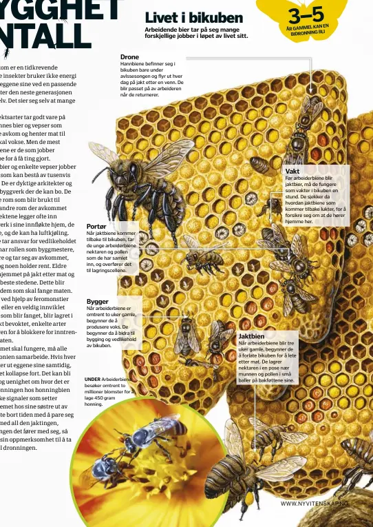  ??  ?? Arbeidende bier tar på seg mange forskjelli­ge jobber i løpet av livet sitt.
Drone
Hannbiene befinner seg i bikuben bare under avlssesong­en og flyr ut hver dag på jakt etter en venn. De blir passet på av arbeideren når de returnerer. Portør
Når...
