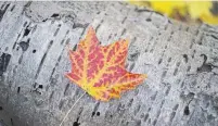  ?? ANDREW FRANCIS WALLACE TORONTO STAR FILE PHOTO ?? Sugar maple leaves turn brilliant shades each autumn and the once-dominant species can live for up to 180 years.