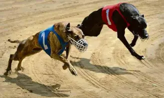  ??  ?? Greyhounds disparam durante corrida em pista de apostas