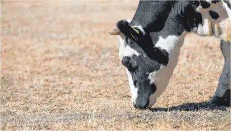 ?? FOTO: JAN WOITAS/DPA ?? Die anhaltende Trockenhei­t bereitet den Landwirten Sorge. Futter auf den Wiesen für die Kühe gibt es kaum noch.