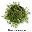  ??  ?? Blue star creeper