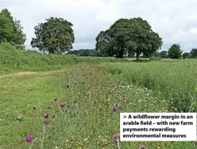  ?? ?? A wildflower margin in an arable field – with new farm payments rewarding environmen­tal measures