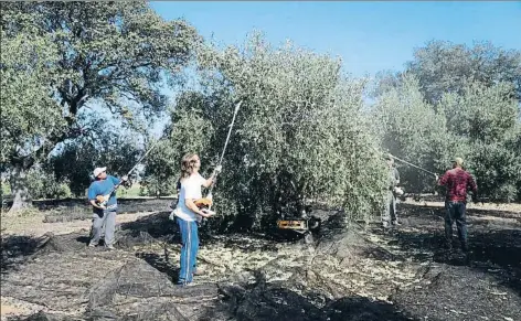  ?? EP ?? Recogida de aceitunas en la provincia de Córdoba