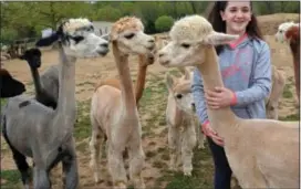  ?? ANN CAMERON SIEGAL ?? Sophia Lysantri, 11, with some of her recently shorn alpaca friends at the family’s farm in Woodbine, Maryland.