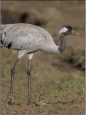  ?? ?? One of Scotland’s rarest birds has paired up with a mate