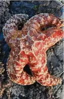  ?? Lauren Schiebelhu­t via The New York Times ?? Researcher­s say they’ve detected genetic difference­s that might help explain why some sea stars on California’s coast survived a deadly wasting disesase.