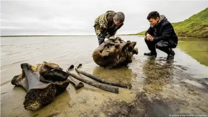 ??  ?? Imagen de otro hallazgo, esta vez de un mamut, en el lago Pechevalav­ato, Rusia, en julio de 2020.