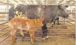  ??  ?? The top-priced heifer and calf pair sold for £7,100.