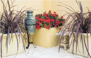  ?? PHOTOS: SUPPLIED ?? Aussies’ favourite . . . Australian­s choose Flower Carpet Scarlet (centre) over other varieties. It is flanked by Festival Burgundy cordylines, another Tesselaar release.