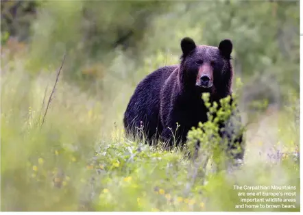  ??  ?? The Carpathian Mountains are one of Europe's most important wildlife areas and home to brown bears.