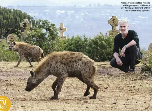  ??  ?? Gordon with spotted hyenas in the graveyard of Harar, a city famously tolerant of this usually unloved species.