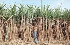  ??  ?? A farmer works in sugarcane field on outskirts of Ahmedabad.