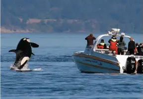  ?? AP FILE PHOTO ?? An orca leaps out of the water near a whale watching boat in the Salish Sea in the San Juan Islands, Wash., on July 31, 2015.