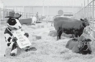  ?? Karen Warren / Houston Chronicle ?? A Chickfil-A cow sits next to a real cow as a film crew tapes a commercial Friday for the fastfood chain at the Houston Livestock Show and Rodeo at NRG Center.