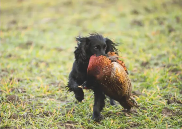  ??  ?? Left: the Hon Alexander Bruce taking a bird in front on the first drive of the day, Crow WoodAbove: Alexander Moncrieff’s spaniel, Lola