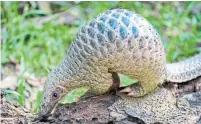  ?? ROSLAN RAHMAN AFP VIA GETTY IMAGES ?? Human consumptio­n of pangolins may have facilitate­d the spread of the coronaviru­s across China, scientists said Friday.