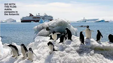  ??  ?? GO WITH THE FLOE: Adélie penguins in the Antarctic