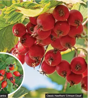  ?? ?? Rosa canina
Classic: Hawthorn ‘Crimson Cloud’