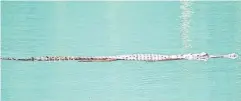  ?? Picture: LEESA BEUTEL ?? JUST CRUISING: A croc swims in Lake Eacham.