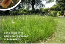  ??  ?? Long grass with oxeye daisies added as plug plants