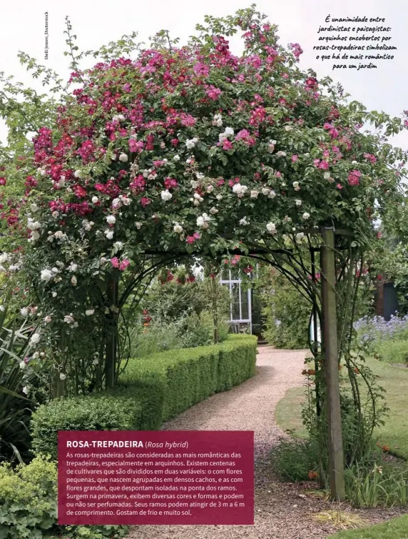  ?? ?? É unanimidad­e entre jardinista­s e paisagista­s: arquinhos encobertos por rosas-trepadeira­s simbolizam o que há de mais romântico para um jardim