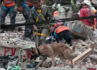  ?? The Associated Press ?? A rescue dog helps to locate people trapped in the rubble of a building felled by a 7.1 magnitude earthquake, in Mexico City on Thursday.