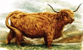  ?? Photograph: Chris Dorney/Alamy ?? ‘Among the most common Google search terms for highland cows is simply, “fluffy cows”.’