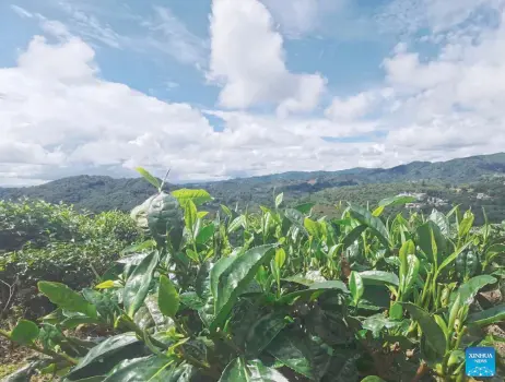 Chinese, British scientists help tea farmers tackle climate change ...