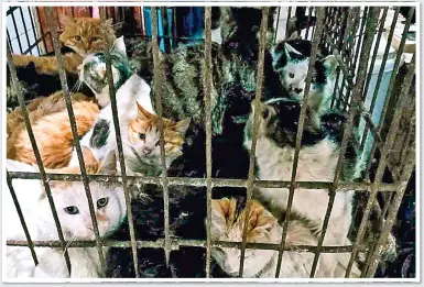  ??  ?? CRAMMED INTO CAGES: Cats are offered for sale in a market in Guilin, south-west China, yesterday