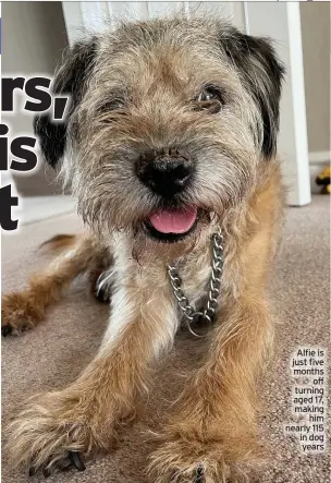  ??  ?? Alfie is just five months off turning aged 17, making him nearly 115 in dog years