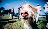  ??  ?? Hunde und ihre Besitzer können beim Dog-Event auf der Düsseldorf­er Galopprenn­bahn viel erleben.