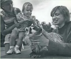  ?? SHERMAN GESSERT / THE MILWAUKEE JOURNAL ?? Lydia the badger is held by attendant Sandra Amich and ogled by visitors at the Milwaukee County Zoo’s Children’s Zoo in this 1975 photo.