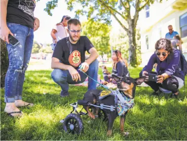  ?? Photos by Gabrielle Lurie / The Chronicle ?? Scooter makes his way through the eighth annual picnic for three-legged dogs with the help of his wheels. Dogs with all kinds of disabiliti­es were welcome at the event in San Francisco’s Duboce Park.