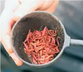  ??  ?? Dead red maggots look like old or discarded bait and remain visible to attract feeding fish