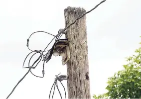  ?? LIONEL ROOKWOOD PHOTOS ?? Light bulbs and sockets are used to provide street lights in Mavis Bank, St Andrew.