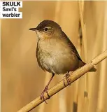  ??  ?? Savi’s warbler