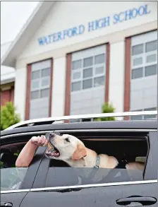  ?? TIM MARTIN/THE DAY ?? Karen Hoffman of Canterbury offers Dexter, her 6-year-old male yellow Labrador retriever, a dog treat while waiting Friday in their SUV in the parking lot of Waterford High School. Hoffman adopted Dexter after he was found in a Philadelph­ia basement.