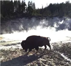  ??  ?? A bison heads for a meal after lounging at the edge of Mud Caldron in Yellowston­e National Park, Wyoming. Because of hydrogen sulphide, the area smells similar to rotten eggs.