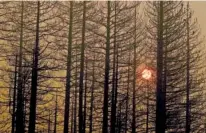  ?? LUIS SINCO/LOS ANGELES TIMES/TNS ?? In 2021, the setting sun is obscured by burned trees and a pall of smoke from the Dixie fire near Janesville, Calif.