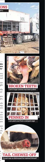  ??  ?? Big cats were caged in trailer on a lorry Lion’s huge canines had been pulled Lion peers out from cramped cage Govani was so distressed he maimed himself BROKEN TEETH PENNED IN TAIL CHEWED OFF