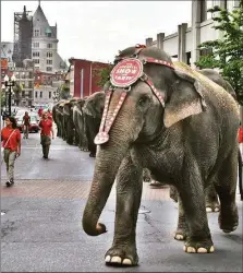  ?? Albany Times Union file photo ?? An elephant leads a parade before a circus in Albany, N.Y., in 2010.