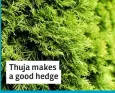  ??  ?? Thuja makes a good hedge